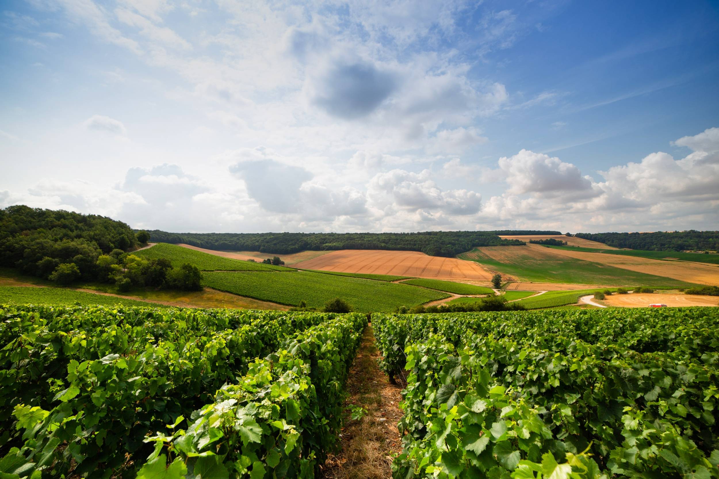 Panorama des vignes du champagne Soret-Devaux dans l'Aube