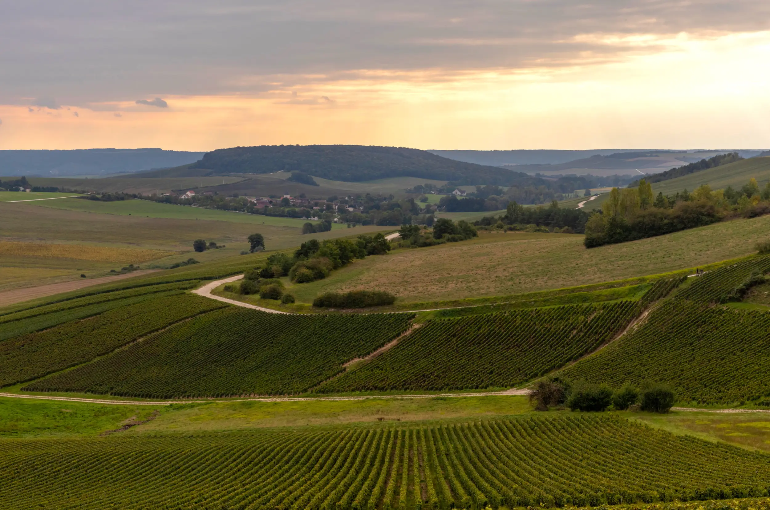 Vue sur les parcelles de vignes de Soret-Devaux près de Colombé-le-Sec dans l'Aube