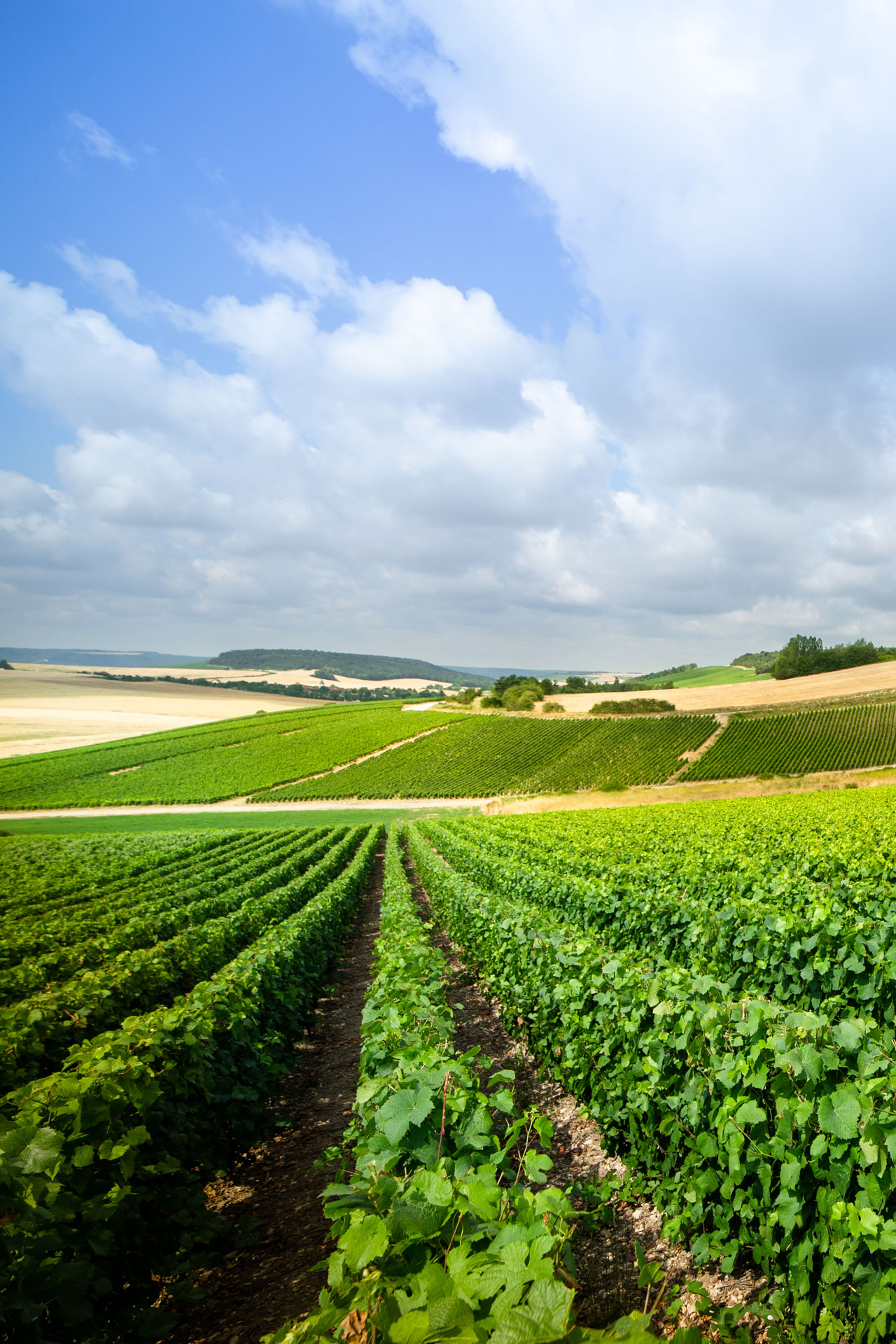 vignes